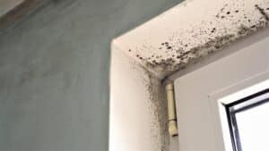 damp and mould awareness